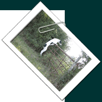 Dotty - Our English Pointer