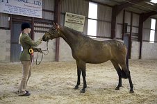 2009 SEAHG Spring Show