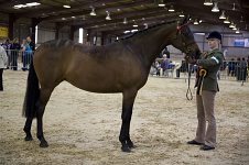 2009 SEAHG Spring Show