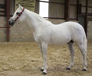 2009 SEAHG Spring Show