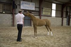 2009 SEAHG Spring Show