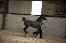 2009 SEAHG Spring Show