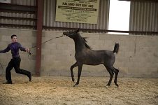 2009 SEAHG Spring Show