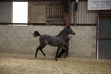 2009 SEAHG Spring Show