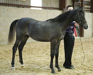 2009 SEAHG Spring Show