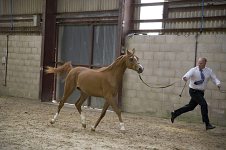 2009 SEAHG Spring Show