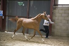 2009 SEAHG Spring Show