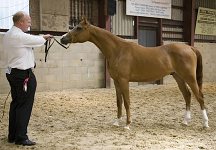 2009 SEAHG Spring Show
