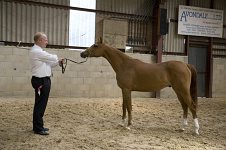 2009 SEAHG Spring Show