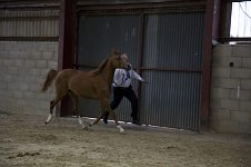 2009 SEAHG Spring Show