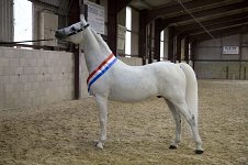 2009 SEAHG Spring Show