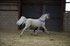 2009 SEAHG Spring Show